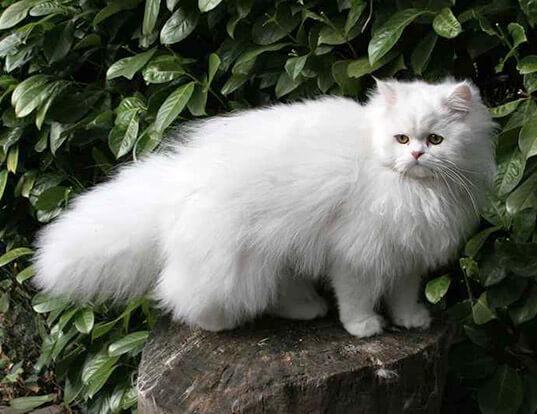 white persian cats
