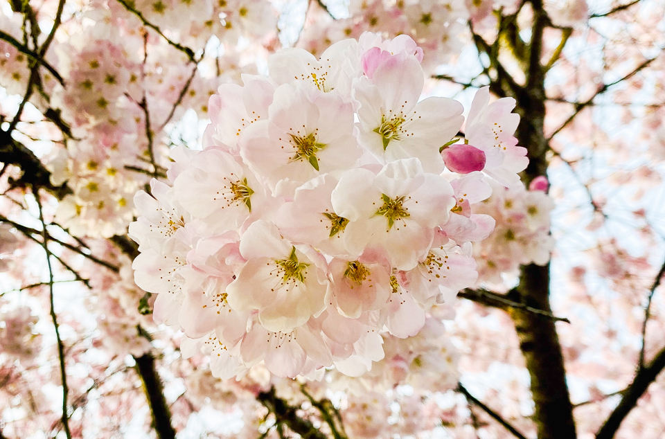 A close-up of light pink cherry blossoms hanging low from a tree.