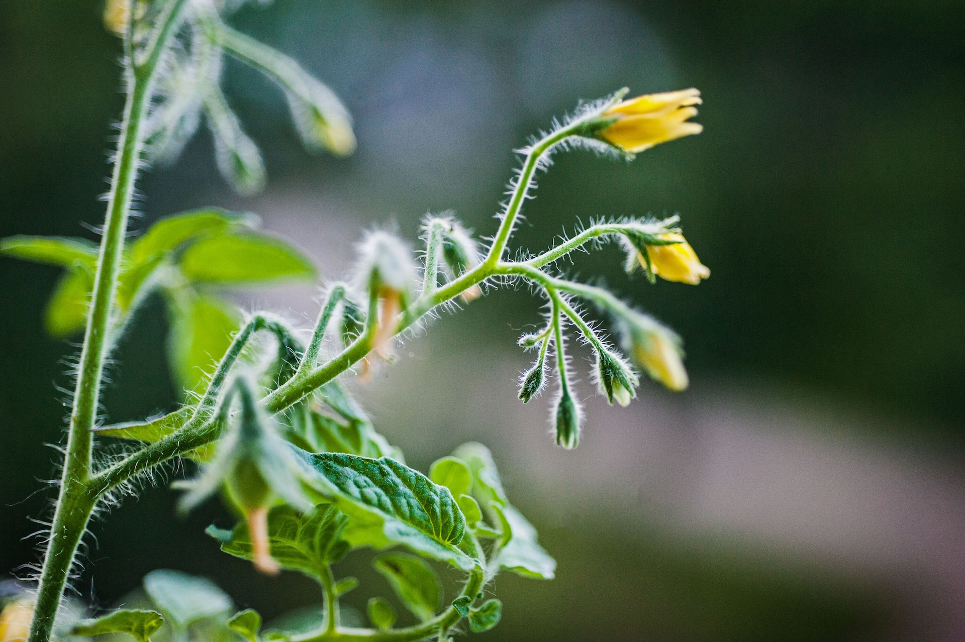 flowers to prune