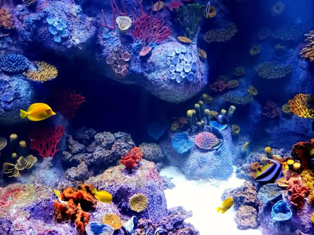 Aquário de agua salgada com corais