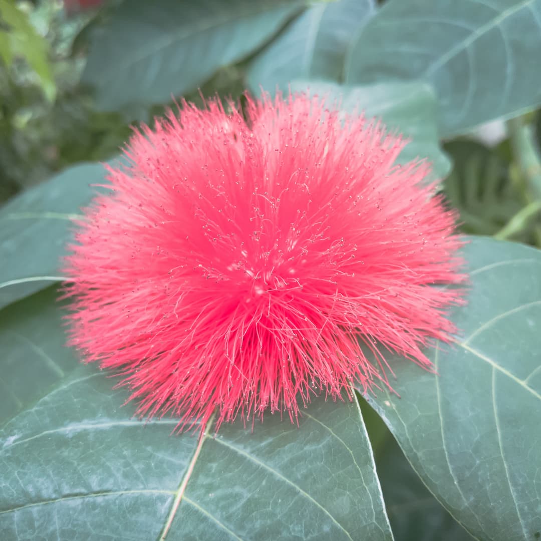 A fluffy pink tropical flower sits in the exact center of a ring of pale gray-green leaves.