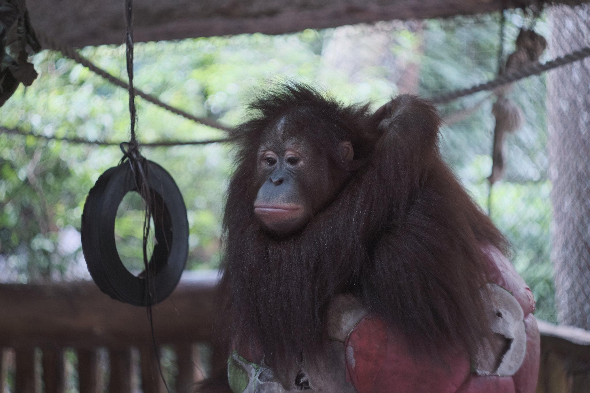 orangutan_taman_safari_indonesia