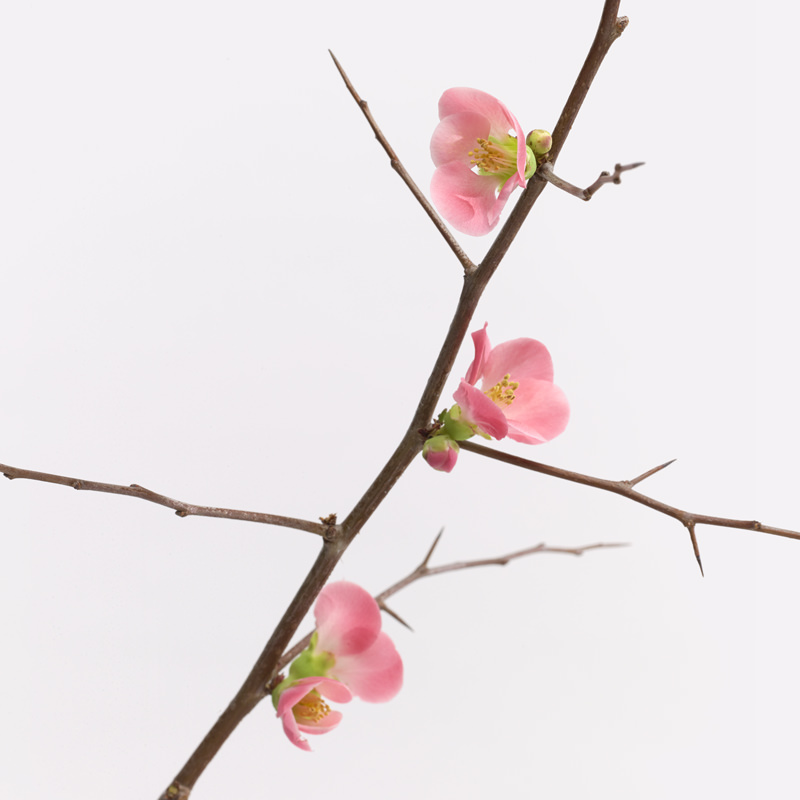 Ikebana