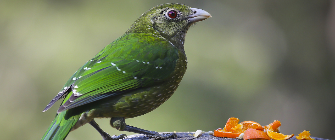 Beautiful green bird eating orange peels