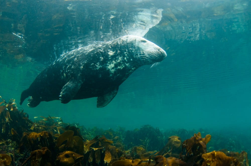 Grey seal <em>(Halichoerus grypus)</em> above a kelp bed