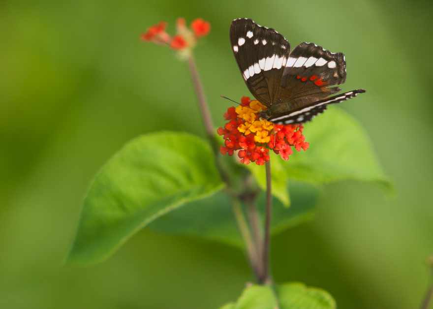 Jungle Wonder Butterfly