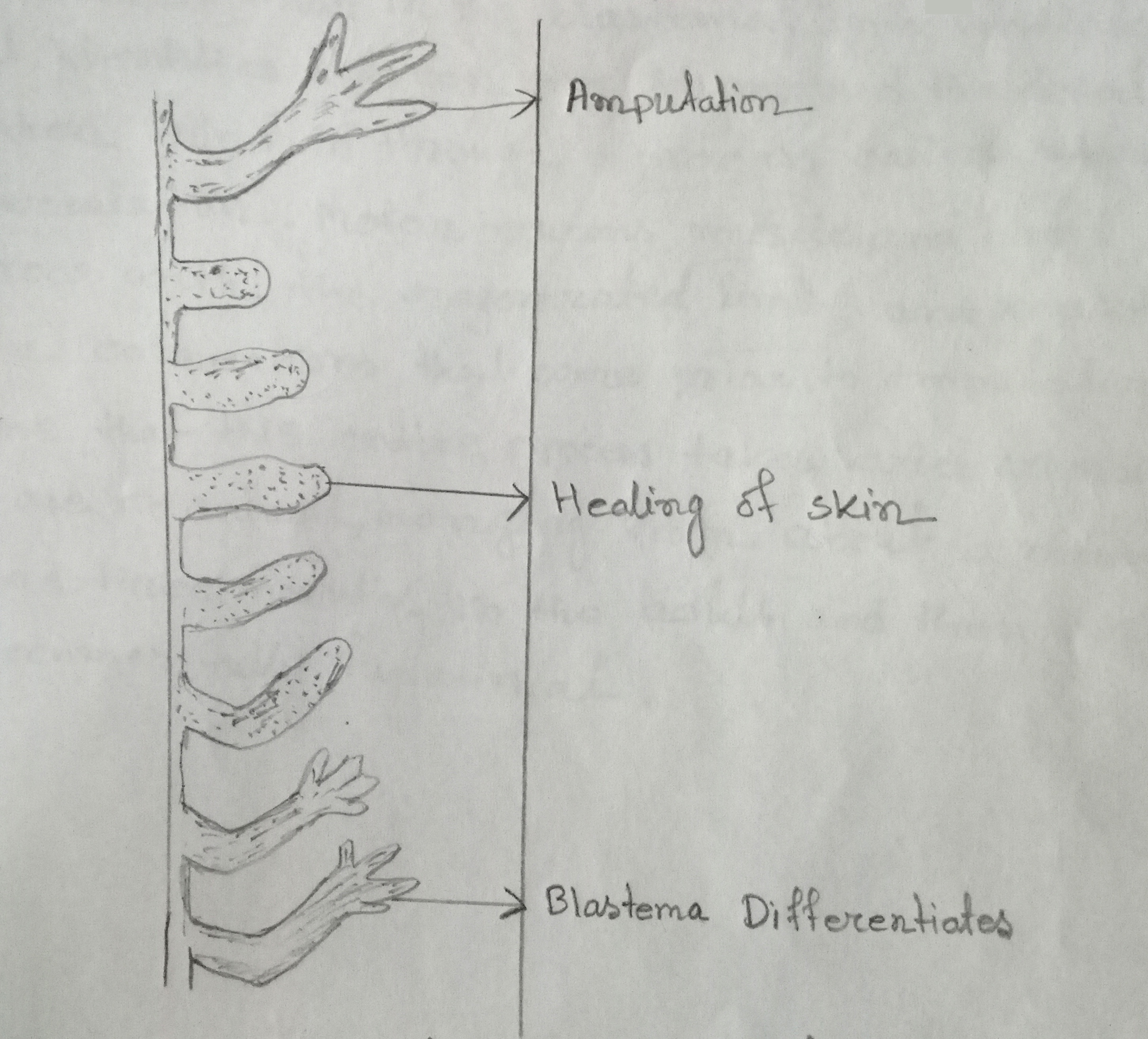 Different stages of regeneration of salamander limb