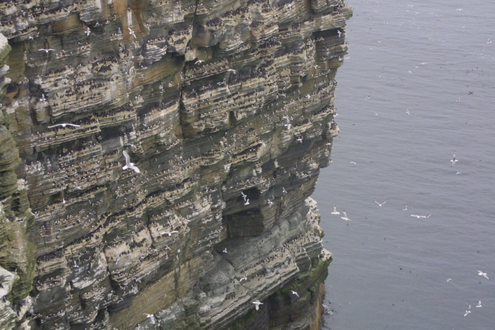 Mixed seabird colonies on a sheer cliff face