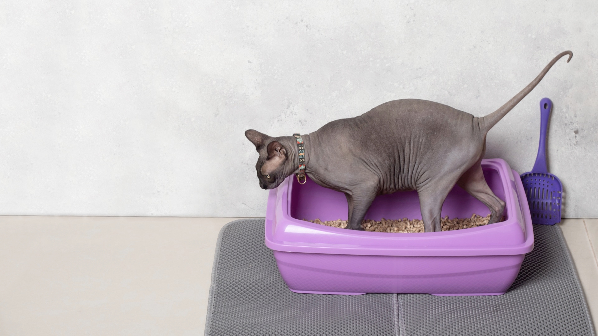 Training A Cat To Use A Litter Box