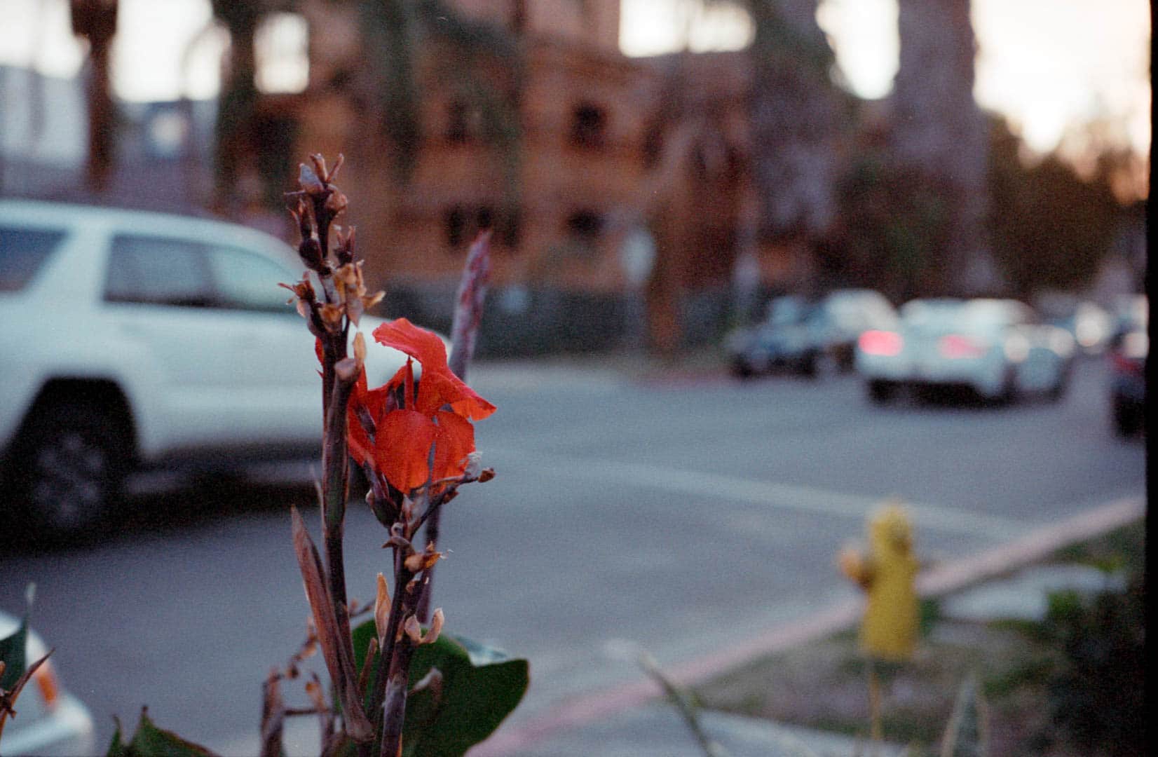 A bright red flower next to a residential street