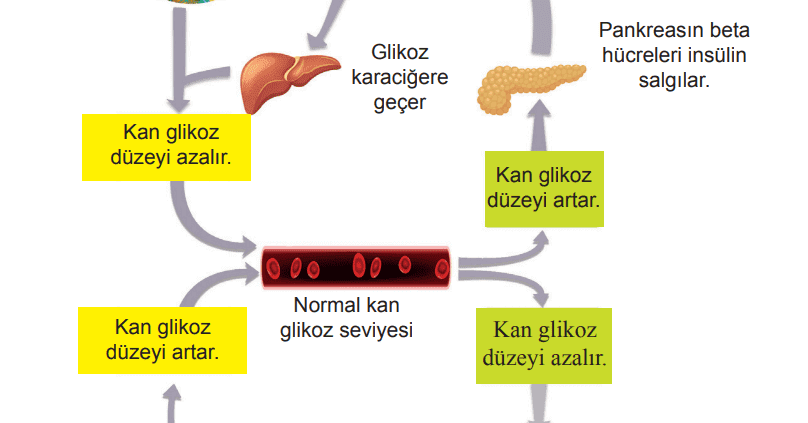 Endokrin Sistemi ve Hormon
