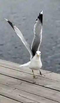 seagull feeding