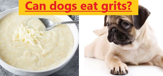 dog and grits collage