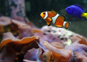 Saltwater Aquarium - Why Have A Quarantine Tank