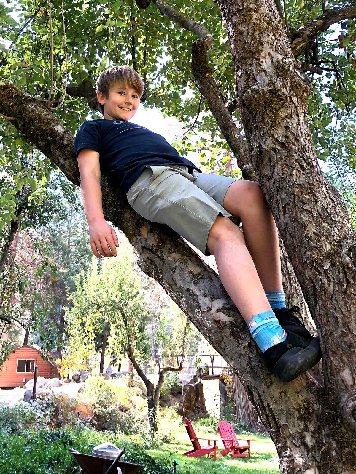 Image of a boy sitting in a tree on the beautiful property at The Lure Campground.