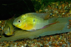 Mikrogeophagus_altispinosa_breeding