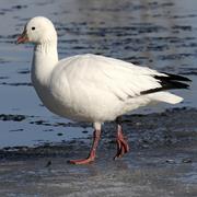 Ross's Goose