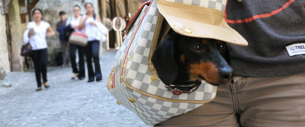 You will need a bag in which you can fit all the essentials A dog in a carry bag