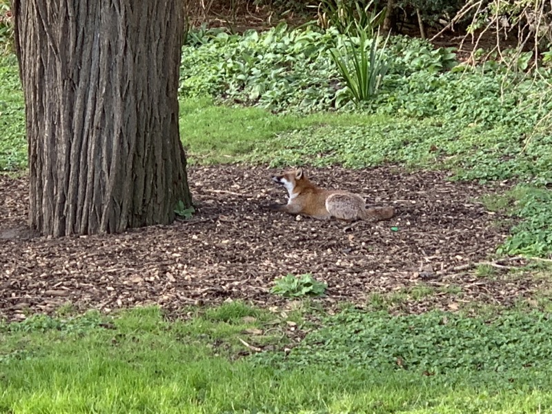 Fox in the Pavilion Gardens