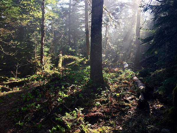 Sunlit mist in the spruce forest near Randolph