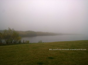 Beautiful fog covered the pond in our development.