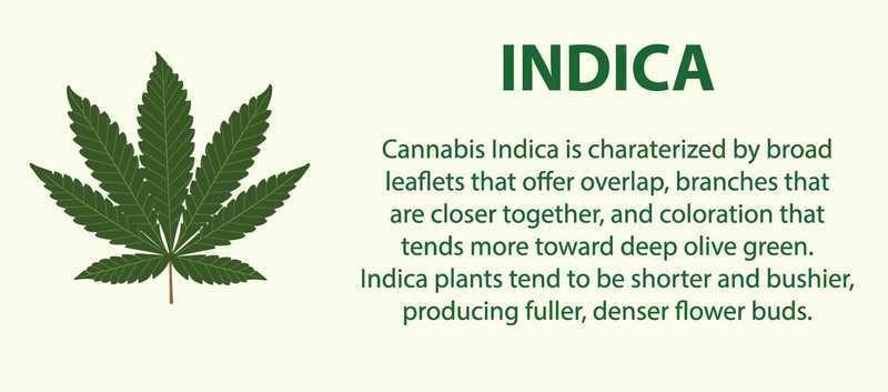 Cannabis Indica Leaf