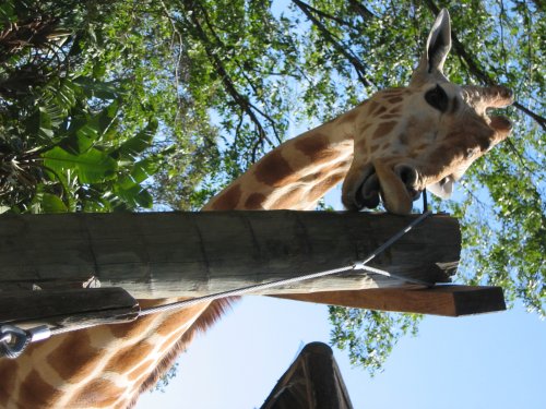 Giraffe in Toronga Zoo