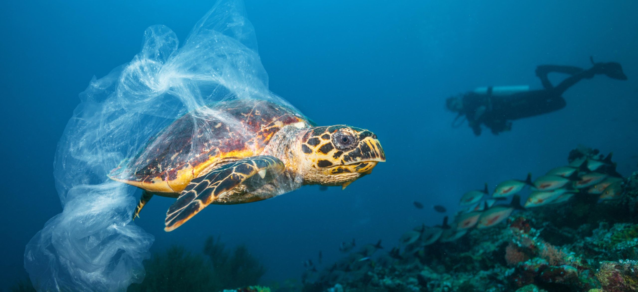 Sea turtle swimming next to tiger with plastic bag caught in its shell