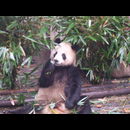 China Pandas 18