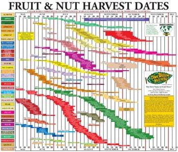 fruit an dnut chart