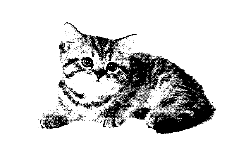 dithered cat 2