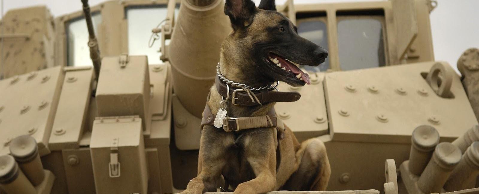 Military Dogs: Do They Really Outrank Their Handlers?