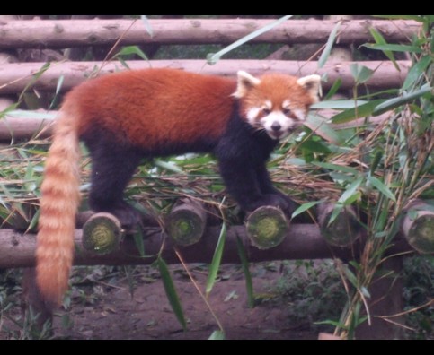China Red Pandas 19