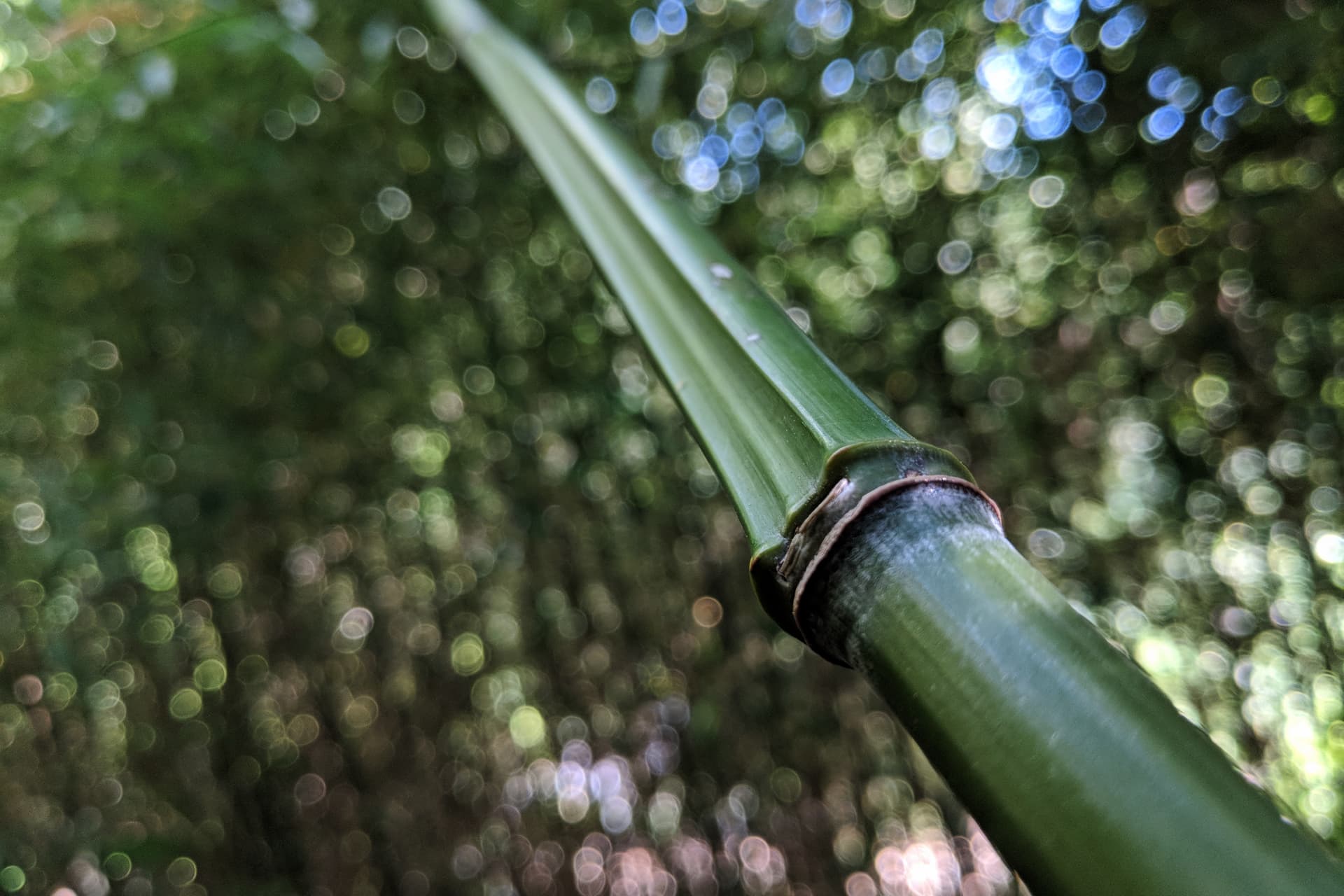 A close-up of a bamboo trunk.