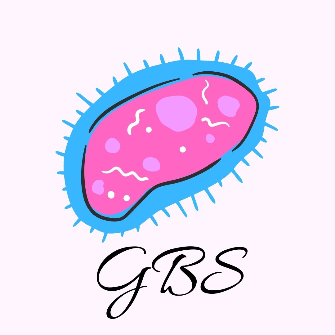 Bakteria GBS