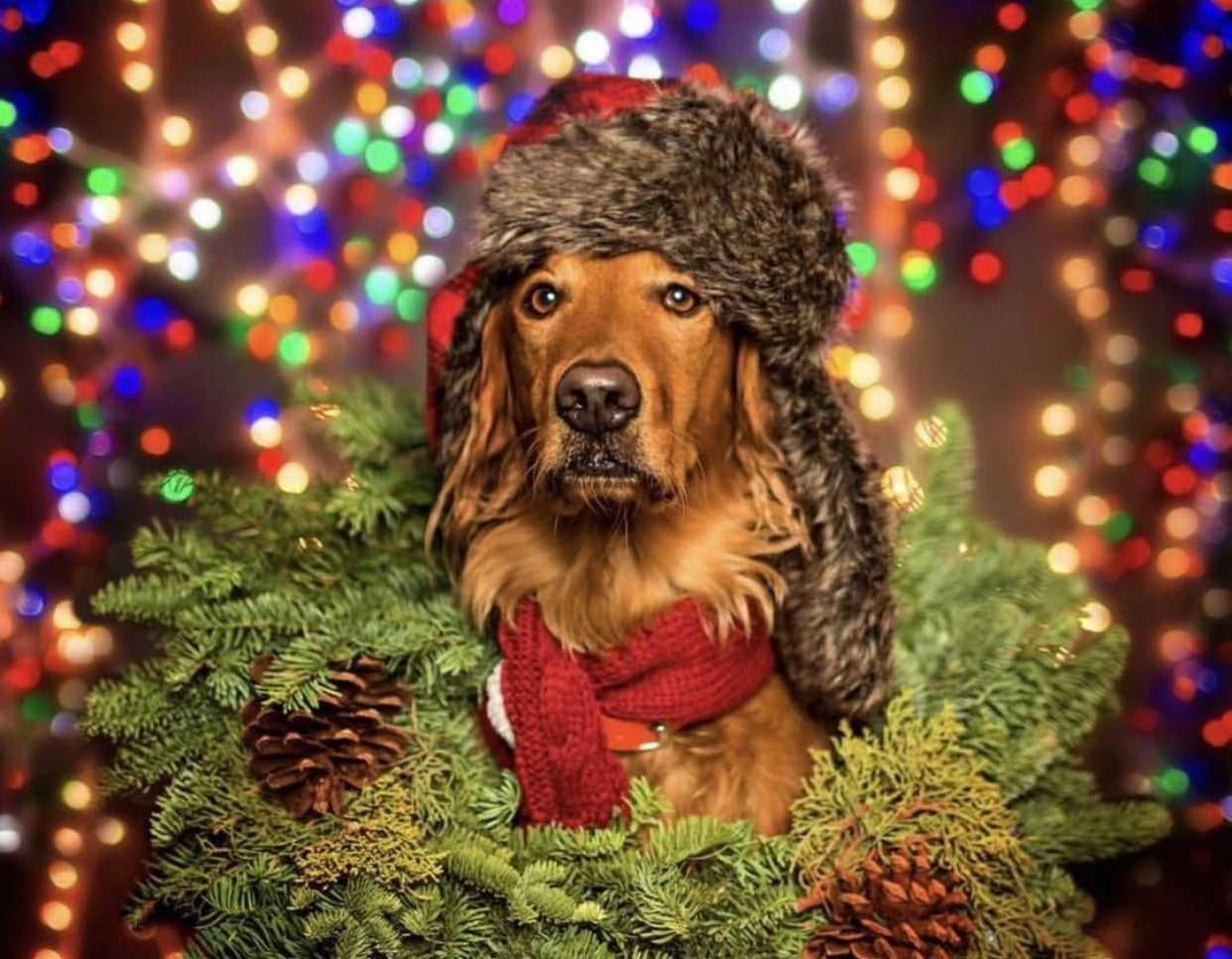 Holiday Hazards for Dogs