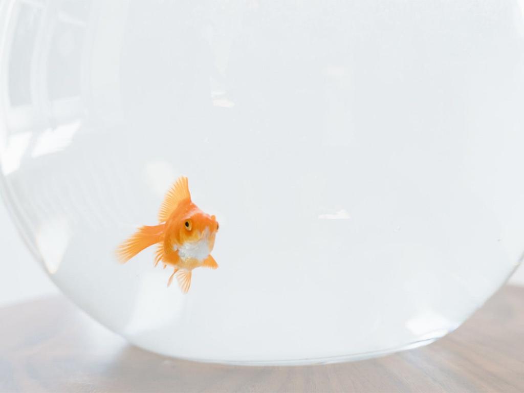 The Fish Bowl 2023 UpNext