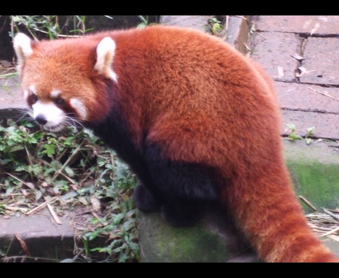 China Red Pandas 26