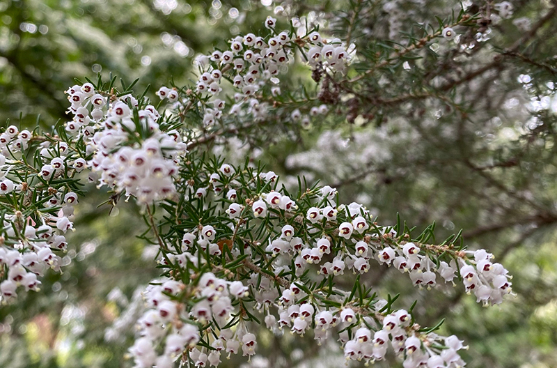 Clusters of small white bell-shaped blossoms on a tree