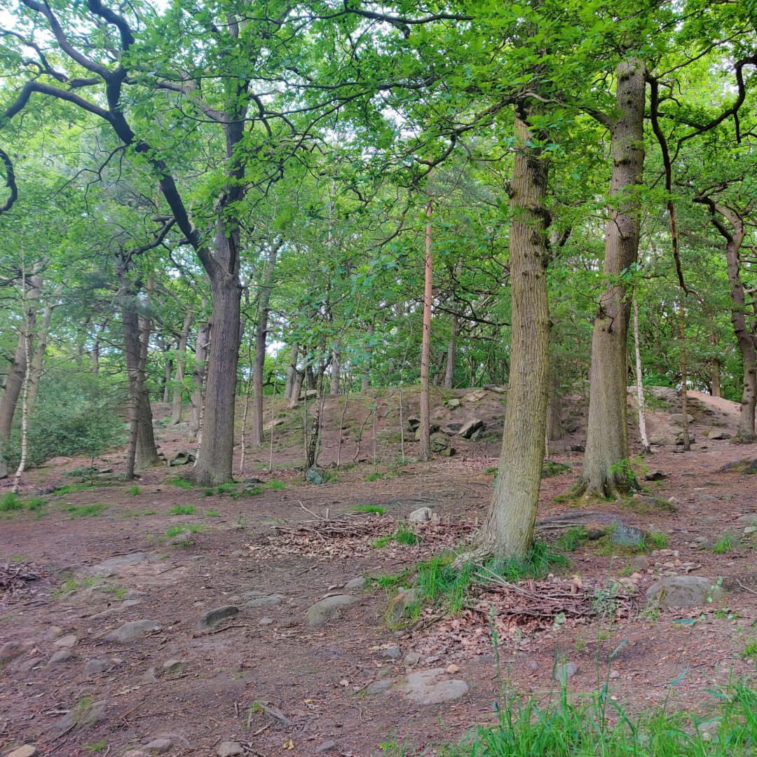 Meanwood Park Wood