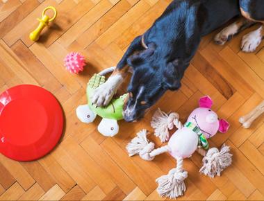 The Best Crate Toys for Puppies: Let Your Puppy Have Some Fun