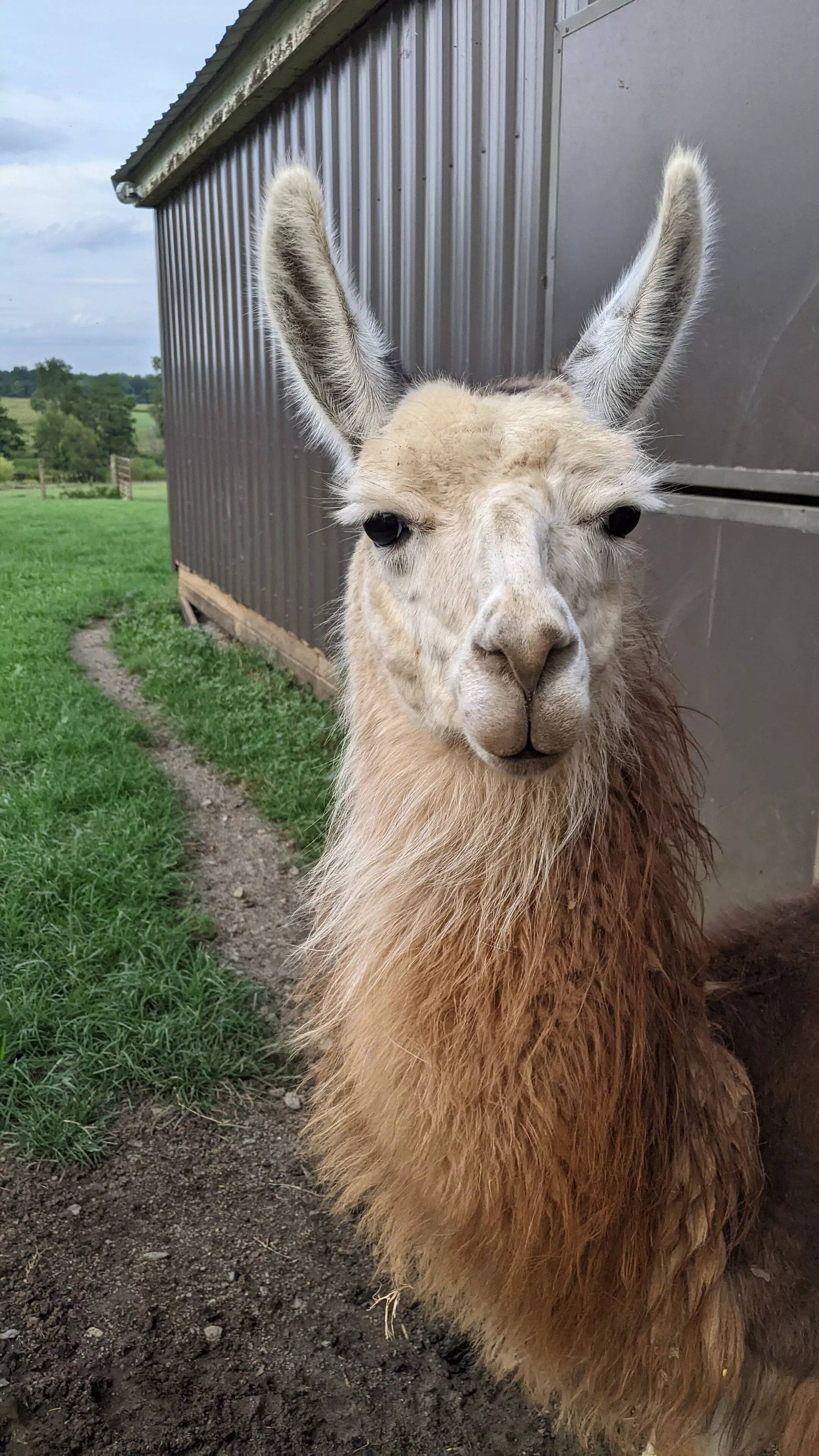 An image of a llama named Lottie outside a barn