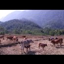 Laos Animals 17