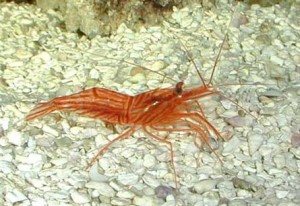 Peppermint Shrimp Profile