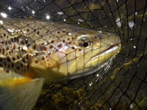 Brown trout in the net