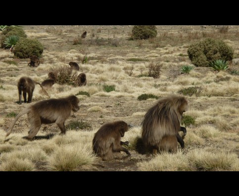 Ethiopia Baboons 6