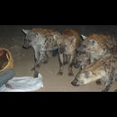Ethiopia Hyenas 18