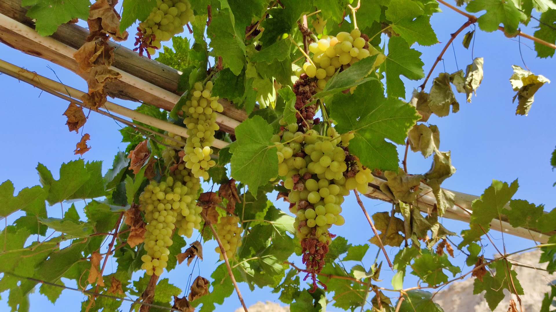 葡萄,有的已经结成干了