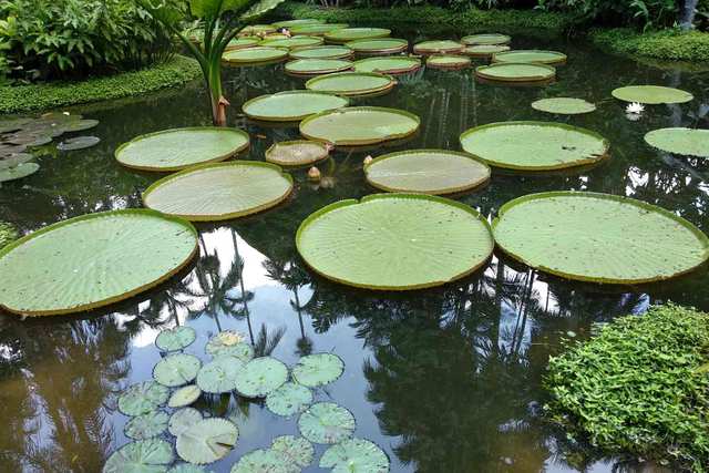 Magic Green - Singapore Botanic Gardens 
