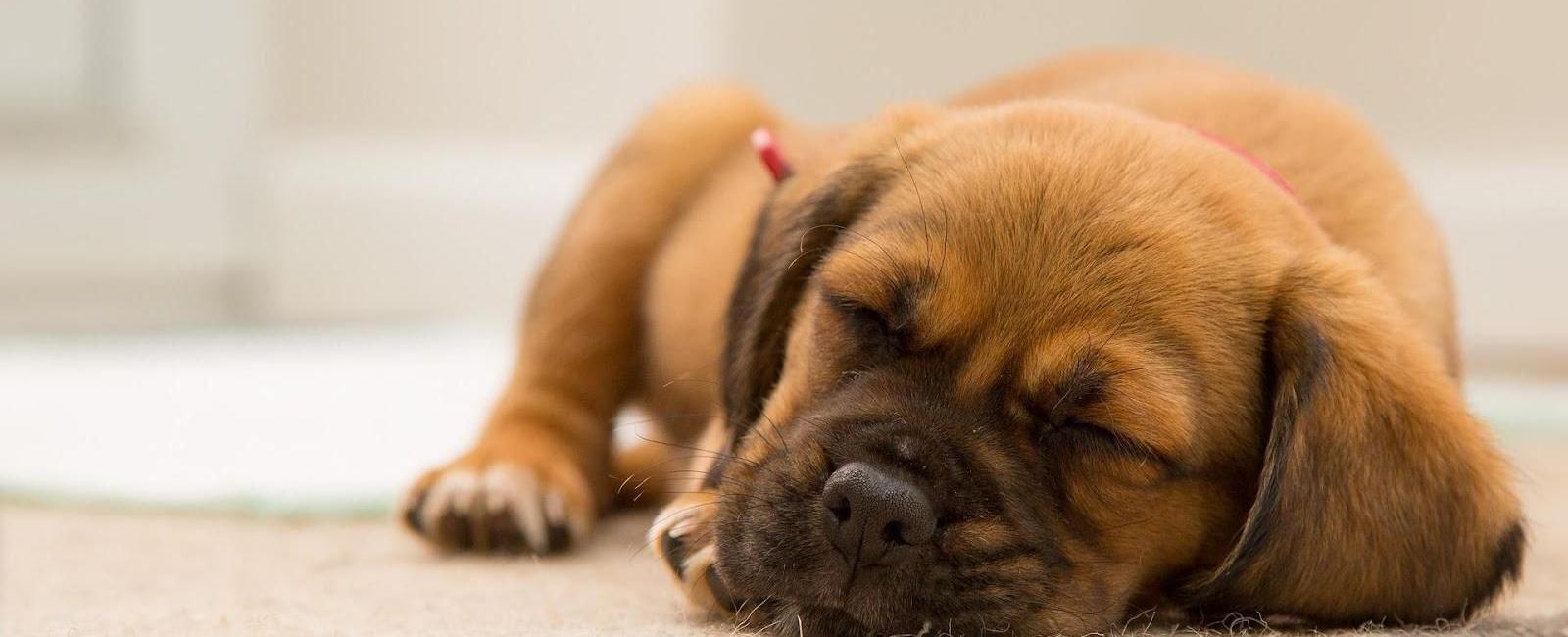 Puppy Is Not Eating and Sleeping a Lot? Here’s Why & What to Do